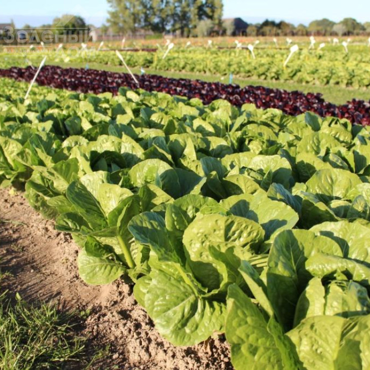 Яра / Jara фото 1