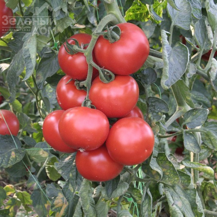 Абелус F1 / Abellus F1,105-110 днів фото 1