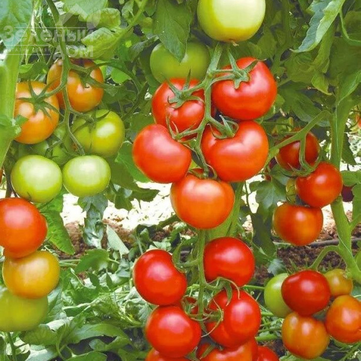 Анталія F1 / Antalia F1,95-100 днів фото 1