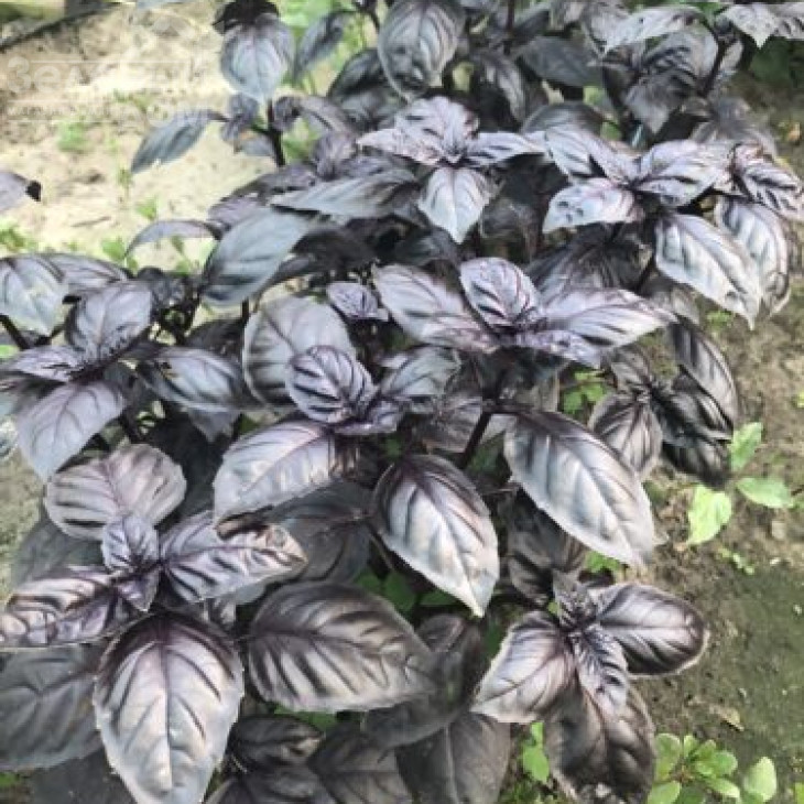 Віолет Кінг / Violet King фото 1