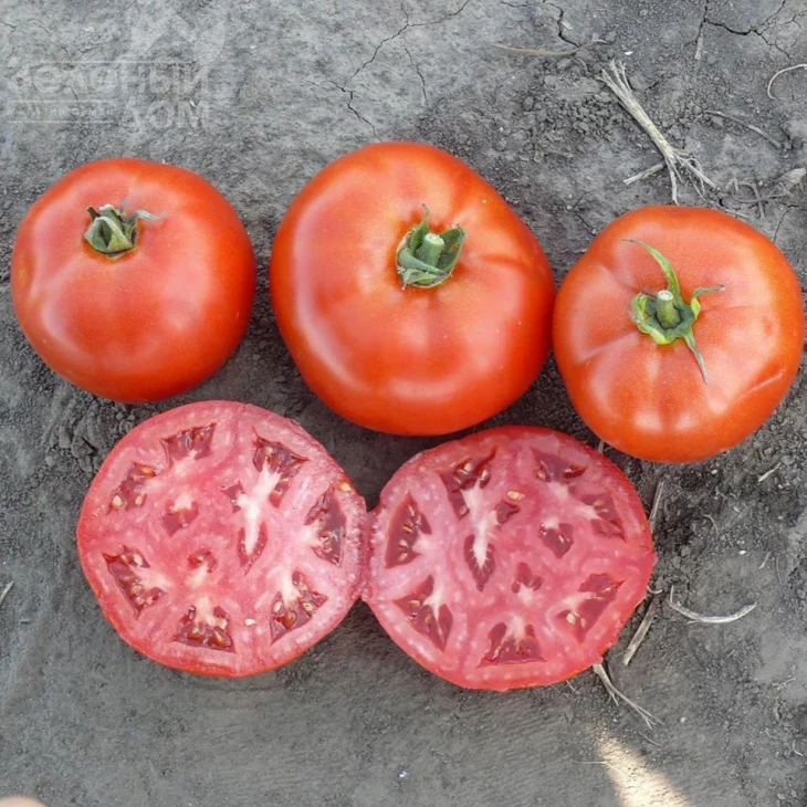 1504 F1 / 1504 F1,110 дней фото 1