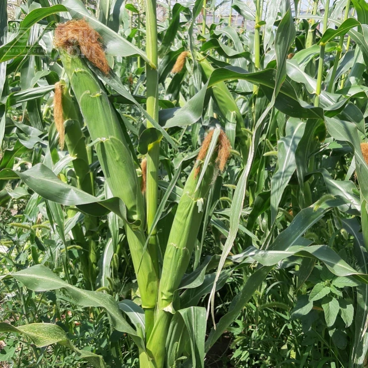 Сансвит F1 / Sansweet F1, 75-78 дней фото 2