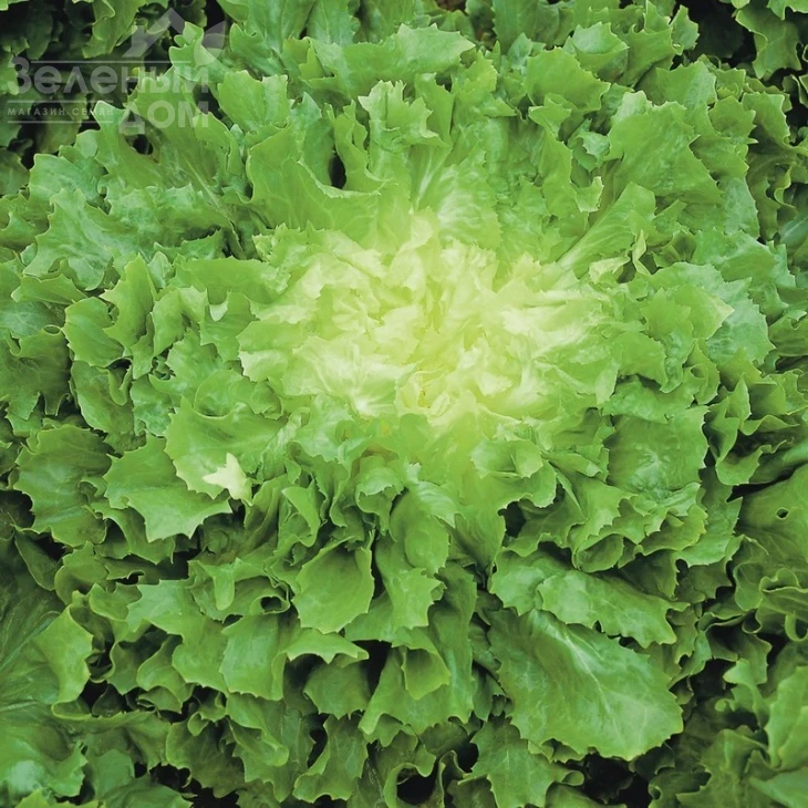 Куартана / Cuartana фото 3