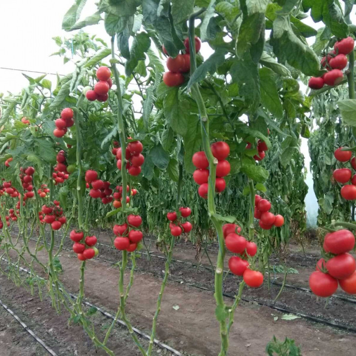 Маско F1 / Masco F1,75 днів фото 4