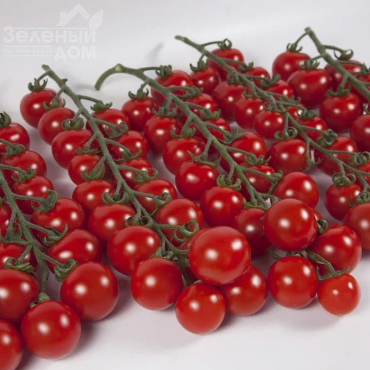 Итиро F1 (КС 4559 F1) / Іtiro F1 (KS 4559 F1),105-115 дней фото 1