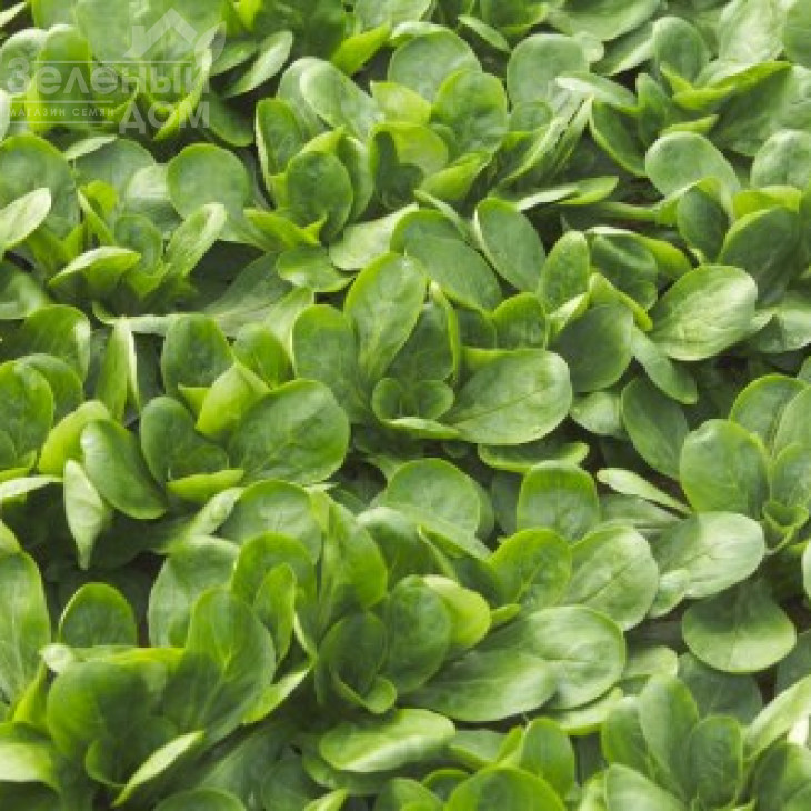 Діона / Dione фото 1