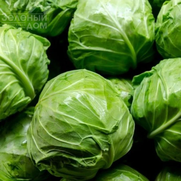 Новатор F1 / Novator F1,130-135 дней фото 2