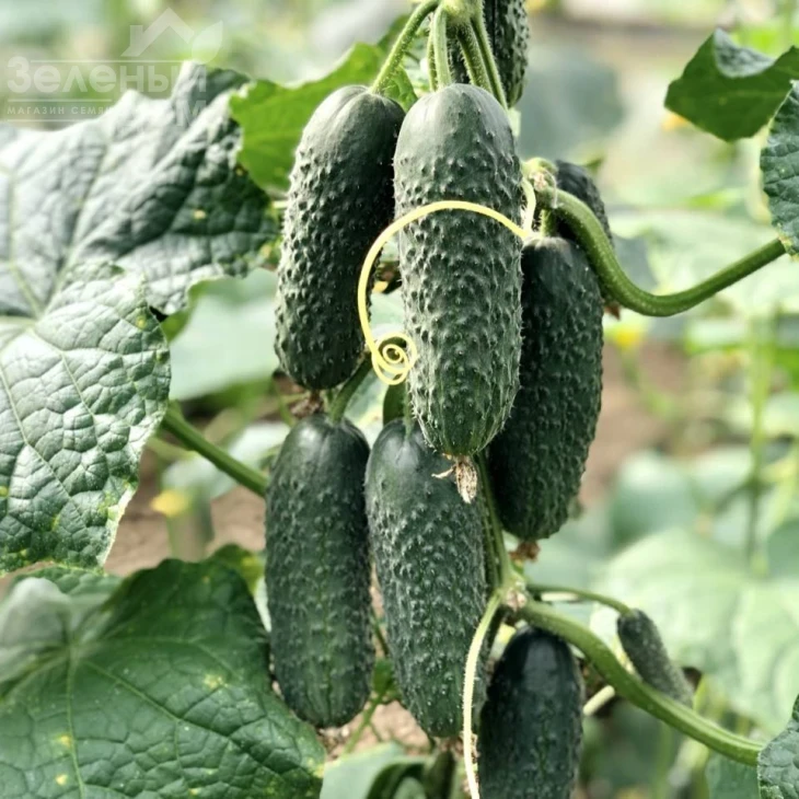 Ниндзя F1 / Nindzya F1 фото 2