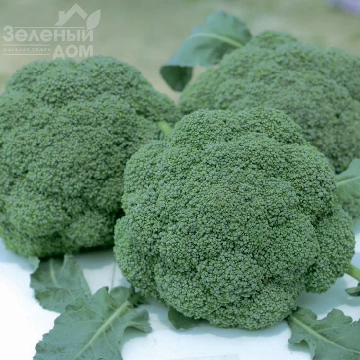 Баро Стар F1 / Baro Star F1,65-70 дней фото 1