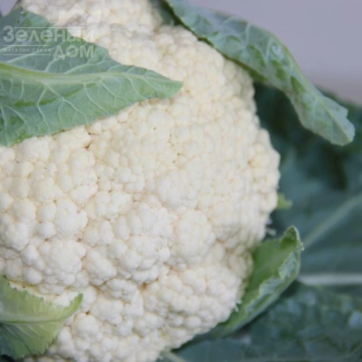 Умка F1 / Umka F1, 50-60 дней фото 1