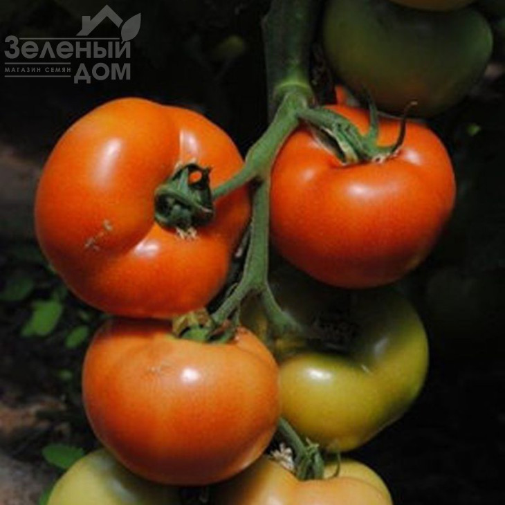 Рок F1 / Rock F1,62-65 днів фото 1