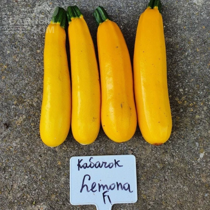 Лемона F1 / Lemona F1, 38-40 дней фото 1