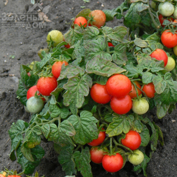 Вілма / Vilma фото 1