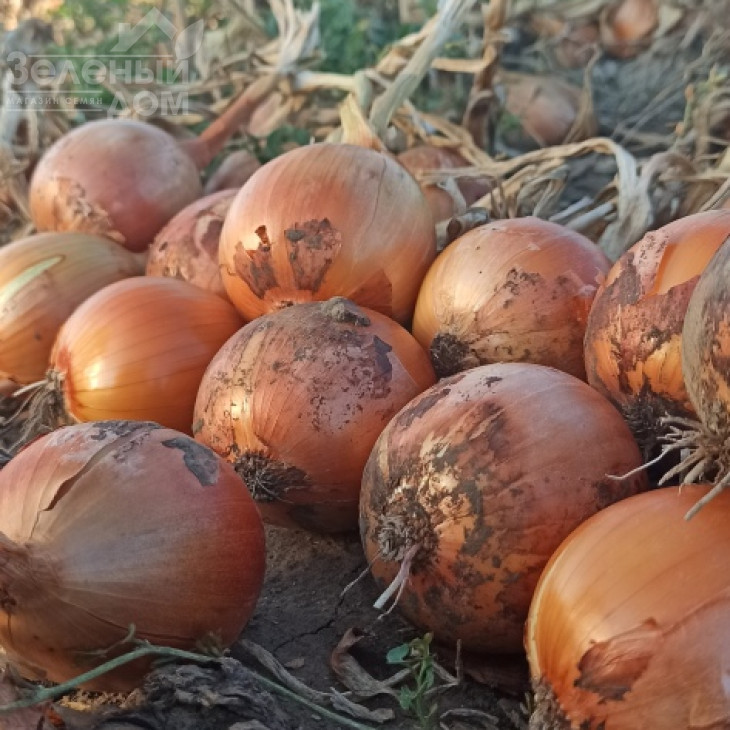 Доккер F1 / Dokker F1 фото 2