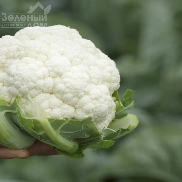 Пакстон F1 / Paxton F1, 85-90 дней фото 2