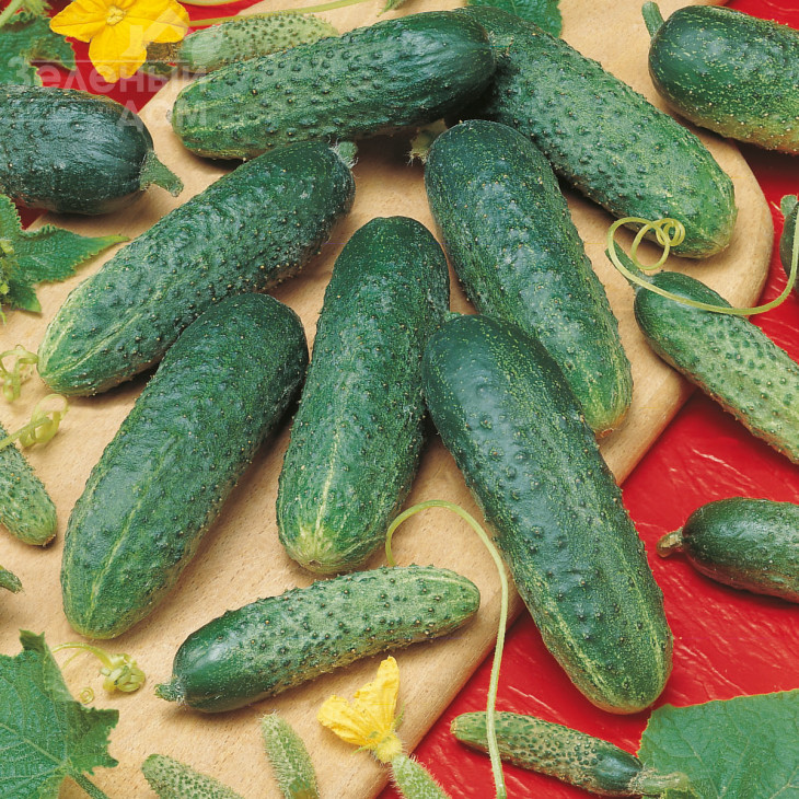 Астерікс F1 / Asterix F1,45-48 днів фото 1