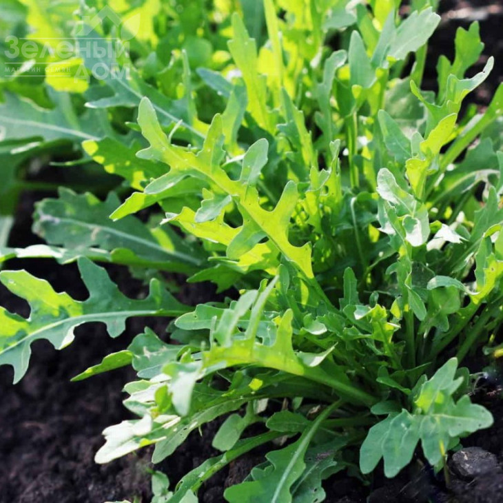 Рокет салат / Rocket salat,20-24 дні фото 1