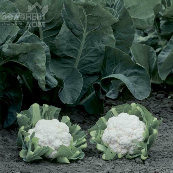 Опал / Opaal,55-60 днів фото 3