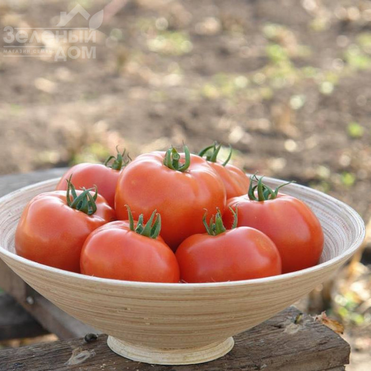 Таня F1 / Tanya F1,75-80 днів фото 2