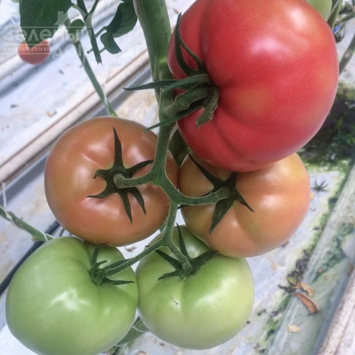 Сапфир F1 / Sapphire F1,95 дней фото 4