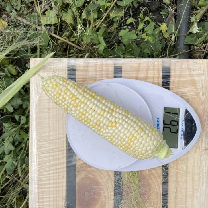 Айрон F1 / Ayron F1, 74 дня фото 6