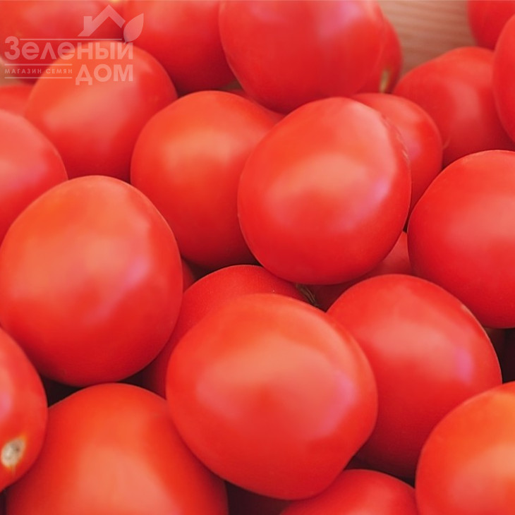 Баста F1 / Basta F1,110 днів фото 3