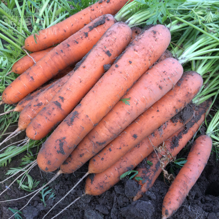 Альянс F1 / Alliance F1 фото 2