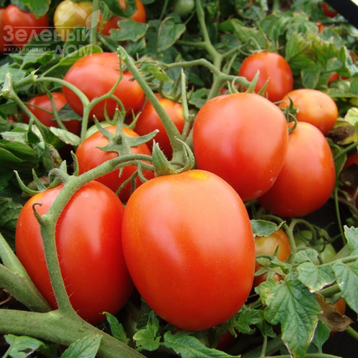 Галера / Galera фото 1