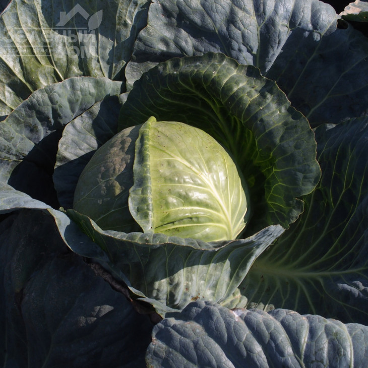 Магіон F1 / Magion F1,120-130 днів фото 1