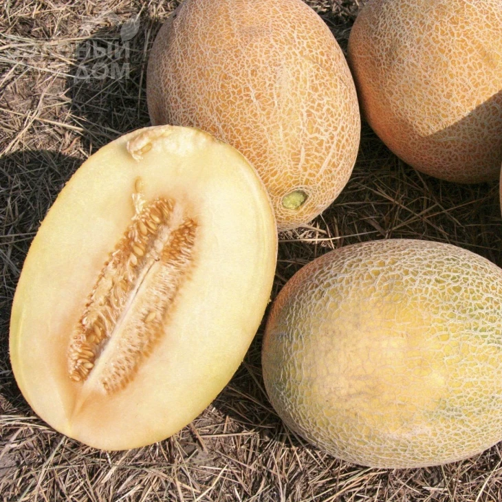 Анамакс F1 / Anamaks F1,55-60 дней фото 1