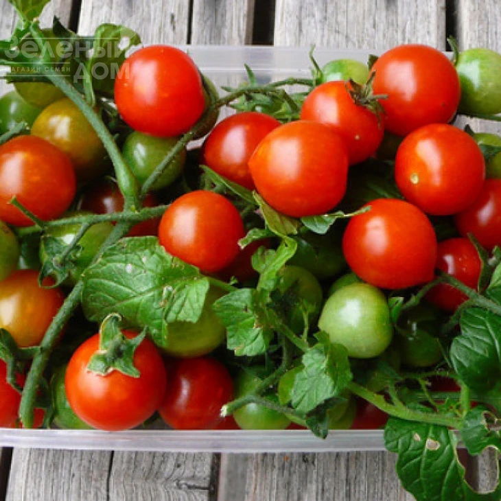 Рубинек / Rubinek,60-70 дней фото 1