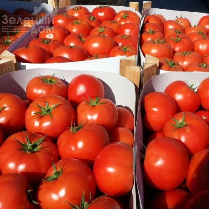 Матиас F1 / Matias F1,100-115 дней фото 1