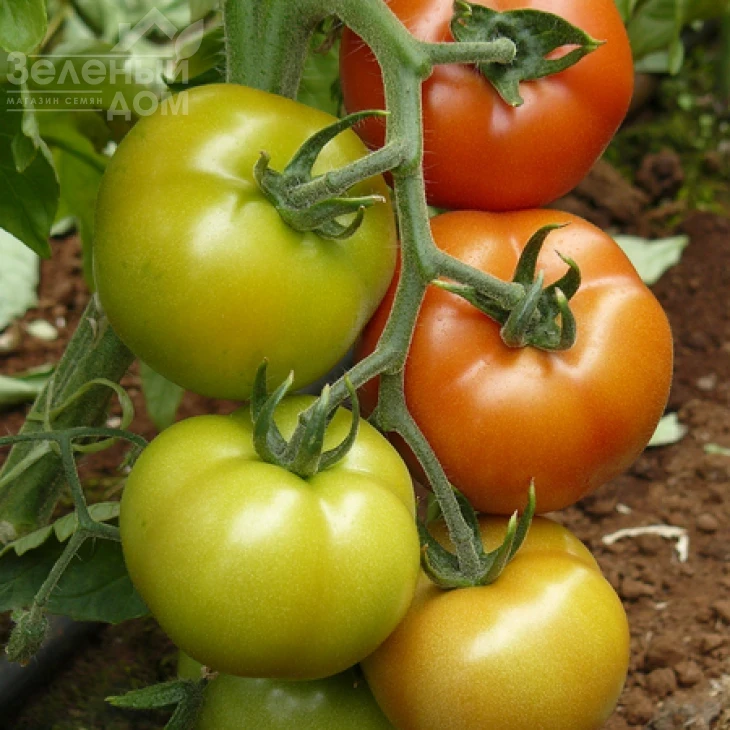 Саннерин F1 / Sannerin F1 фото 1