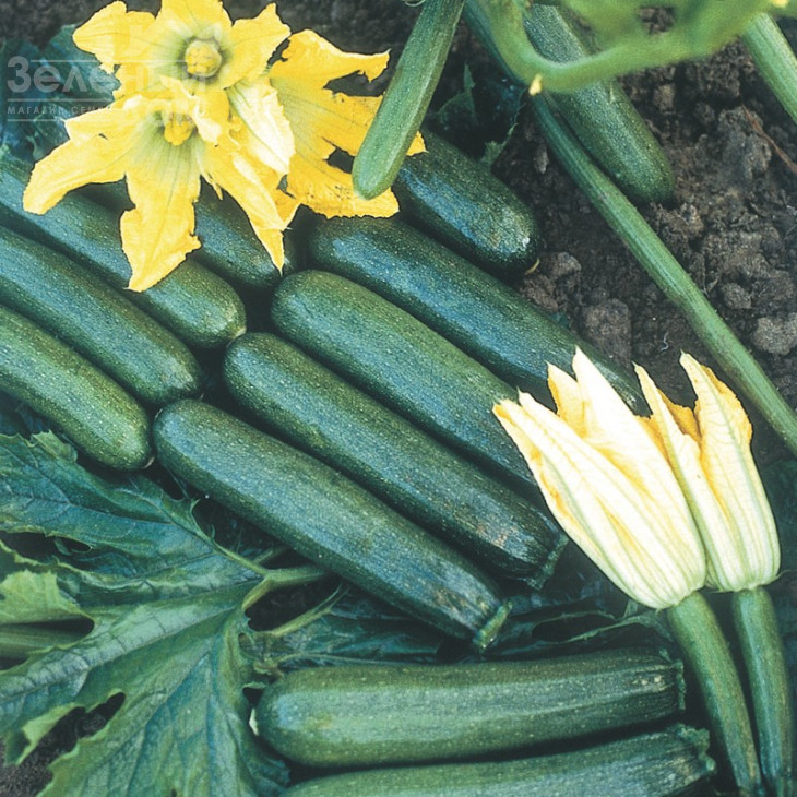 Лейла F1 / Leila F1 фото 2