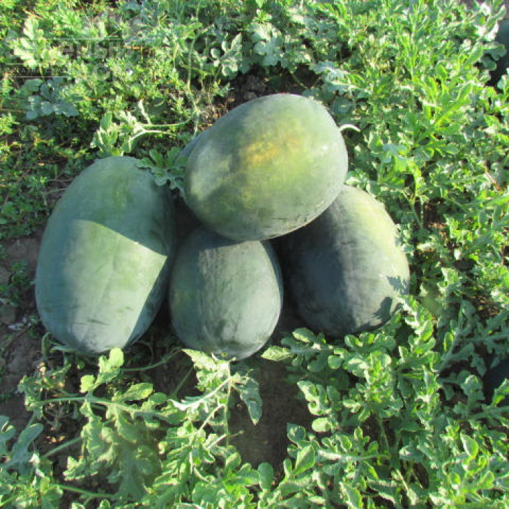 ЛС 1802 F1 / LS 1802 F1 фото 2