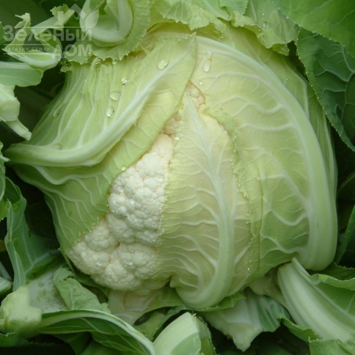 Сантамарія F1 / Santamaria F1,80 днів фото 1