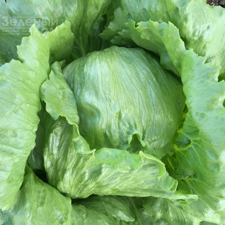 Лекстріс / Lectrice,50-55 днів фото 1