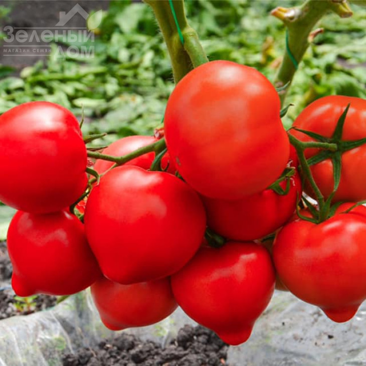 Агіліс F1 / Agilis F1,90-95 днів фото 1