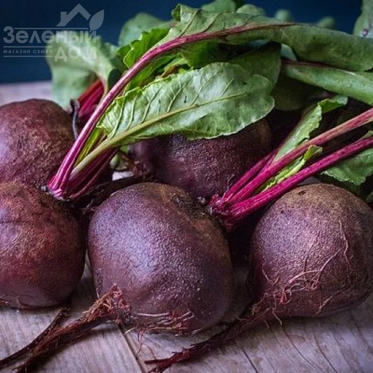 Зеппо F1 / Zeppo F1,60-70 дней фото 4