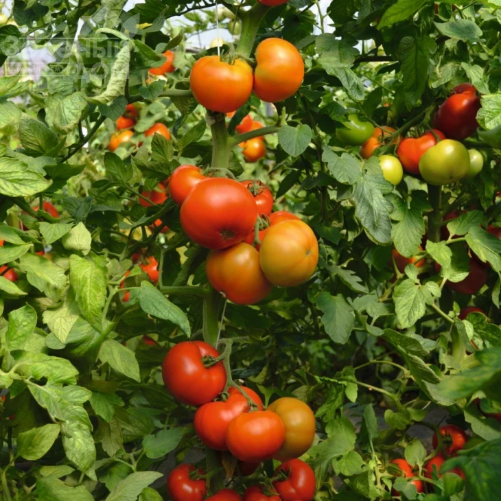 Тобольск F1 / Tobolsk F1,70-75 дней фото 1