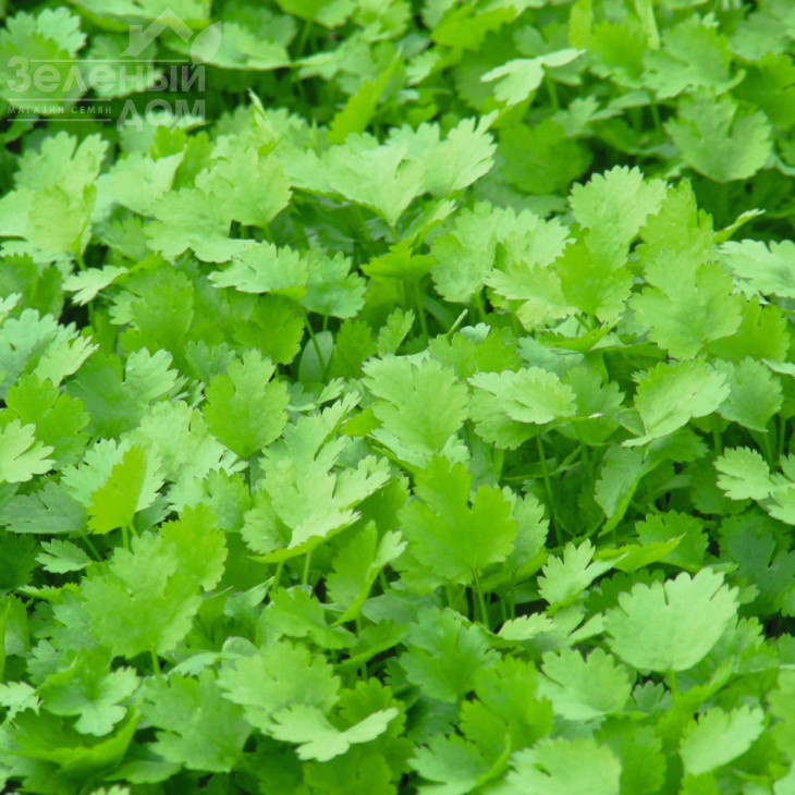 Карібе / Caribe,75 днів фото 2