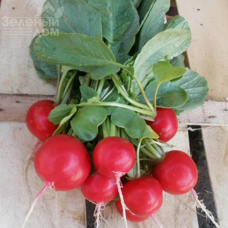 Розетта F1 / Rosetta F1,25-30 дней фото 2