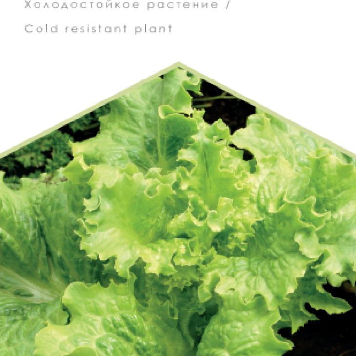 Одеський кучерявець / Odesskiy kucheryavec фото 1