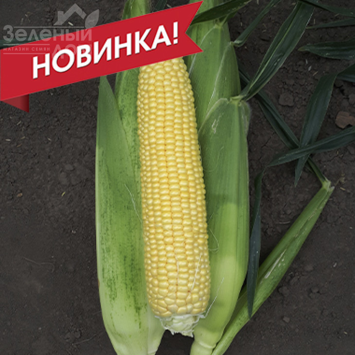 СВ 1514 F1 / SV 1514 F1, 80-82 дні фото 2