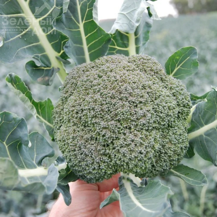 Корос F1 / Koros F1,55-65 дней фото 4