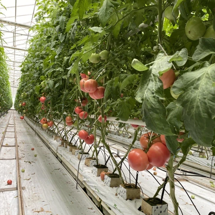 Мануса F1 / Manusa F1,105-115 дней фото 5