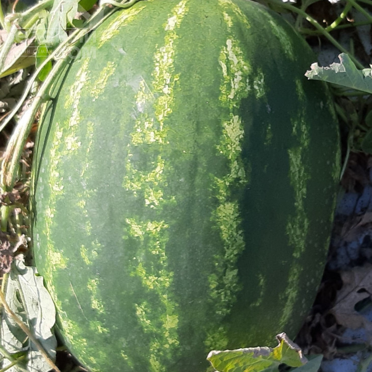 Марана F1 / Marana F1, 65-70 днів фото 1