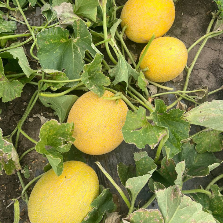 Романостар (E25G.00709) F1 / Romanostar (E25G.00709) F1, 55-60 днів фото 2