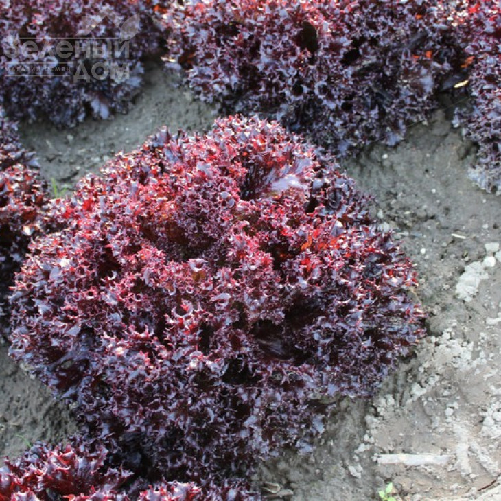 Лея / Lea фото 1