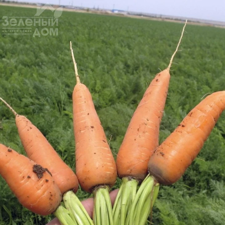 Шантане Редкор / Shantane Redkor,100-110 дней (SAKATA) фото 1